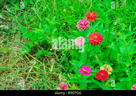 Zinnia fleur qui s'épanouit dans le jardin, fleurs propriétés écrasés comme une poudre pour faire du thé à boire, colorants alimentaires, colorant, teinture spéciale supplémentaire Banque D'Images