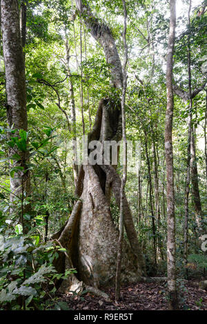 Buttress roots arbre dans la forêt tropicale, Hypipamee National Park, Atherton Tableland, Far North Queensland, Queensland, Australie, FNQ Banque D'Images