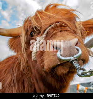 Format carré close up images bull Banque D'Images