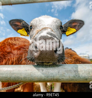 Format carré close up images bull Banque D'Images