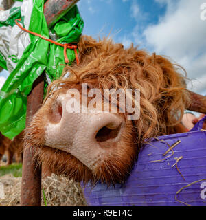 Format carré close up images bull Banque D'Images