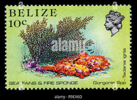 Timbre-poste du Belize par la faune marine série émise en 1984 Banque D'Images