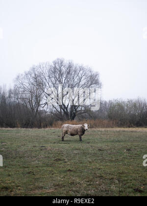 Les vaches sont debout et de manger sur un domaine de prairies / Banque D'Images