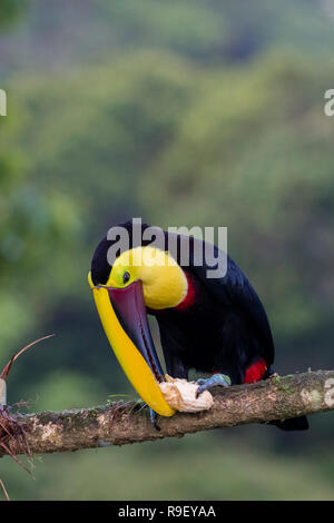 Black-mandibled (ou toucan à gorge jaune) dans le nord du Costa Rica Banque D'Images