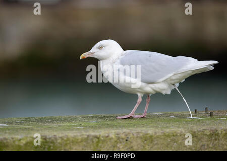 Goéland bourgmestre (Larus hyperboreus) ; seul ; d'aller aux toilettes ; Cornwall, UK Banque D'Images