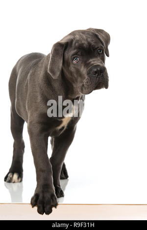 Cane Corso chiot sur fond blanc Banque D'Images