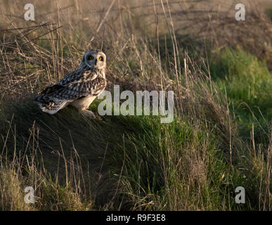 Un court sauvage Hibou des marais (Asio flammeus) sur le terrain avec les proies entre c'est talons, Gloucestershire Banque D'Images