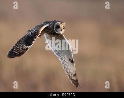 Un court sauvage Hibou des marais (Asio flammeus) chasse bas au-dessus des prairies, des Cotswolds Gloucestershire Banque D'Images