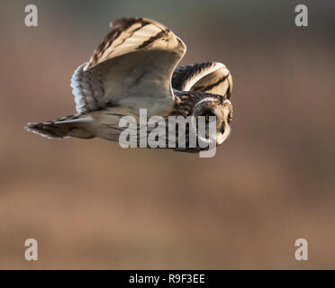 Un court sauvage Hibou des marais (Asio flammeus) chasse bas au-dessus des prairies, des Cotswolds Gloucestershire Banque D'Images