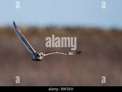 Un court sauvage Hibou des marais (Asio flammeus) chasse bas au-dessus des prairies, des Cotswolds Gloucestershire Banque D'Images