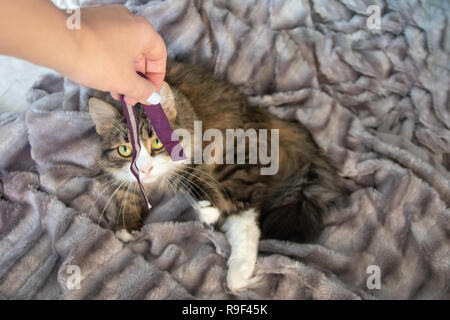 Fille main jouant avec ruban violet doux moelleux de graves chat tigré avec de grands yeux jaunes et blanches dickey sur l'argent gris couverture en fausse fourrure pelucheuse b Banque D'Images