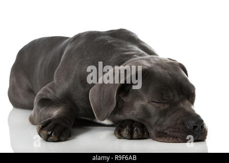 Cane Corso couchage Chien sur fond blanc Banque D'Images