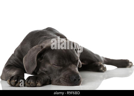 Cane Corso couchage Chien sur fond blanc Banque D'Images