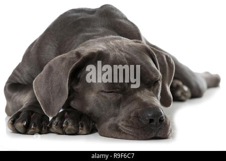 Cane Corso couchage Chien sur fond blanc Banque D'Images