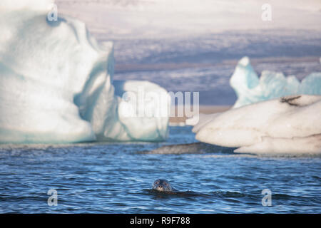 Phoque commun piscine lagon glace lac glaciaire d'arctic glacier iceberg Banque D'Images