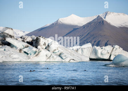 Phoque commun piscine lagon glace lac glaciaire d'arctic glacier iceberg Banque D'Images