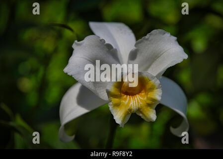 White Orchid sobralia de Panama Banque D'Images