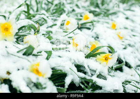 Frozen spring première fleur, floral vintage background, macro image. Fleurs au printemps la neige sous un Banque D'Images