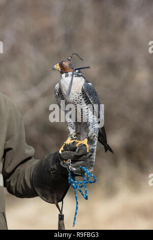 Falco peregrinus Faucon ; seul ; avec Falconer Ecosse ; UK Banque D'Images