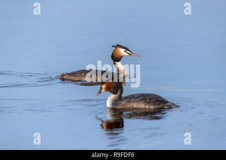 Grèbe huppé Podiceps cristatus ; deux sur l'eau ; Cornwall UK Banque D'Images
