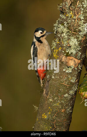 Great Spotted Woodpecker Dendrocopos major ; seule femelle sur Cornwall ; UK Banque D'Images