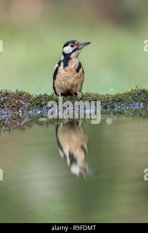 Great Spotted Woodpecker Dendrocopos major ; seule la piscine à Cornwall, UK Banque D'Images