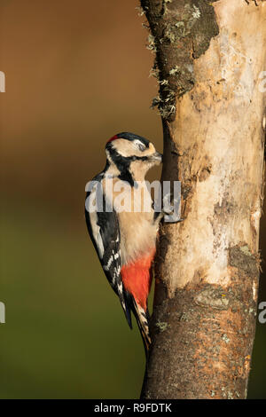 Great Spotted Woodpecker Dendrocopos major ; seul mâle sur l'arbre ; Cornwall UK Banque D'Images