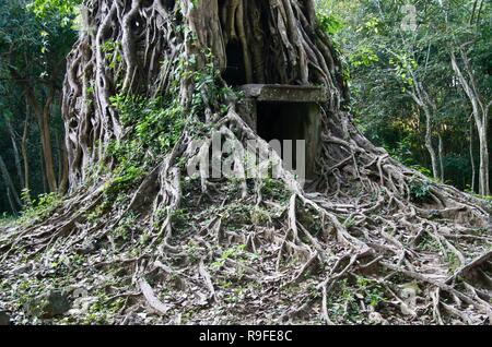 Les racines d'un énorme Banyan Tree growing autour d'un petit abri Banque D'Images