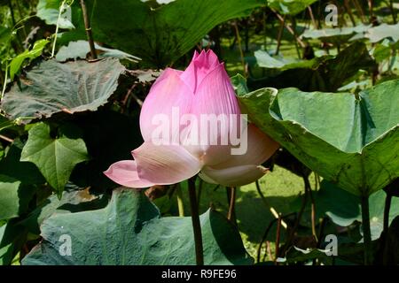 Une seule fleur de lotus à partir de l'ouverture pour ouvrir dans un étang entouré de grandes feuilles de lotus Banque D'Images