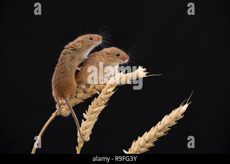 Micromys minutus souris ; deux sur le maïs ; UK Banque D'Images