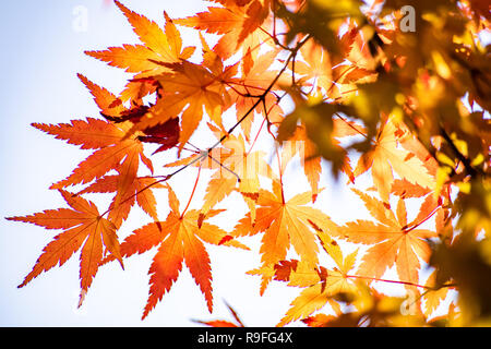 Tunnel d'érable à l'automne de Kawaguchiko, Japon Banque D'Images