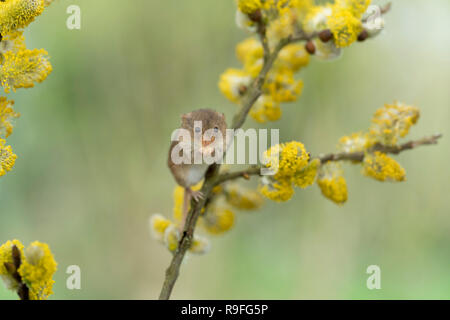 Micromys minutus Souris ; seul le saule chèvre UK Banque D'Images