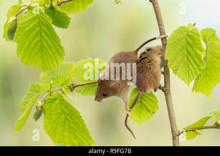 Micromys minutus souris ; deux sur Hazel ; UK en captivité Banque D'Images