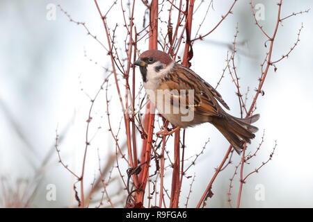 Moineau friquet Banque D'Images