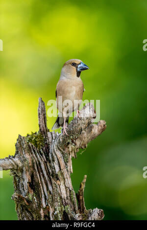 Coccothraustes coccothraustes Hawfinch ; femme célibataire Hongrie Banque D'Images