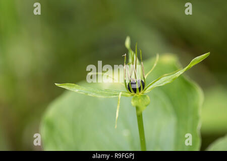 Herb Paris ; Paris quadrifolia Fleur et Berry Cumbria UK ; Banque D'Images