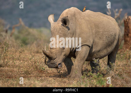 Le rhinocéros blanc (Ceratotherium simum), iMfolozi game reserve, KwaZulu-Natal, Afrique du Sud, Banque D'Images