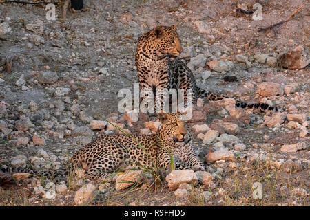 Leopard (Panthera pardus) frères et sœurs, Chobe national park, Botswana, Banque D'Images