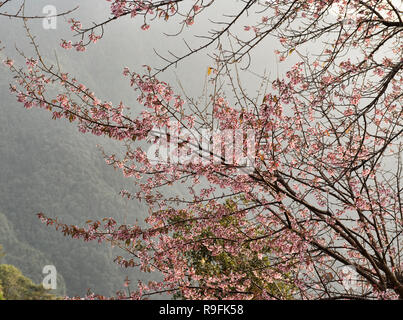 Sauvages de l'himalaya fleurs de cerisier (Prunus cerasoides) le long du Camp de base de l'Everest trek, Khumbu, Népal Banque D'Images