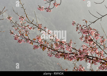 Sauvages de l'himalaya fleurs de cerisier (Prunus cerasoides) le long du Camp de base de l'Everest trek, Khumbu, Népal Banque D'Images