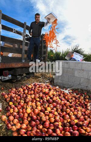 Nicolas Reza de Huerta del Valle déverse les fruits pourris dans un composteur à la communauté Bio Jardin pris en charge une ferme dans une communauté urbaine à faible revenu le 13 novembre 2018 en Ontario, en Californie. Le ministère de l'Agriculture des États-Unis, Service de la conservation des ressources naturelles et de la conservation du District de Redlands Tomas Aguilar-Campos travaillent en étroite collaboration avec la communauté locale pour soutenir les produits biologiques pour tous quel que soit leur revenu. Banque D'Images