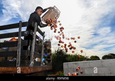 Nicolas Reza de Huerta del Valle déverse les fruits pourris dans un composteur à la communauté Bio Jardin pris en charge une ferme dans une communauté urbaine à faible revenu le 13 novembre 2018 en Ontario, en Californie. Le ministère de l'Agriculture des États-Unis, Service de la conservation des ressources naturelles et de la conservation du District de Redlands Tomas Aguilar-Campos travaillent en étroite collaboration avec la communauté locale pour soutenir les produits biologiques pour tous quel que soit leur revenu. Banque D'Images