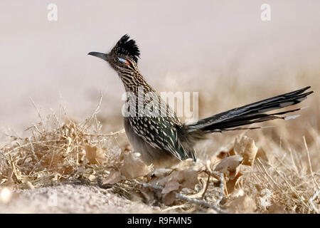 Une plus grande (Geococcyx californianus) Roadrunner - Bosque del Apache National Wildlife Refuge, Nouveau Mexique Banque D'Images