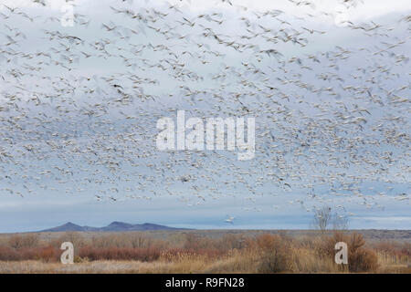 Grande bande d'oies des neiges (Chen caerulescens) floue en vol - Bosque del Apache National Wildlife Refuge, Nouveau Mexique Banque D'Images