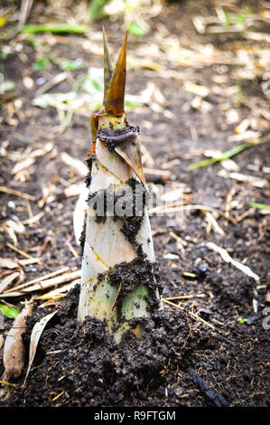 Pousse de bambou frais sur le sol - bamboo shoot germer à partir de la forêt de bambou naturel Banque D'Images