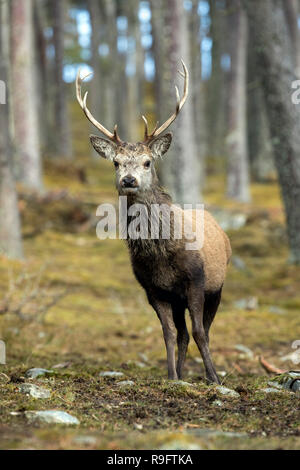 Red Deer ; Cervus elaphus cerf unique en Ecosse ; UK Banque D'Images