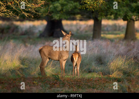 Red Deer ; Cervus elaphus seul Hind et fauve ; Londres UK Banque D'Images