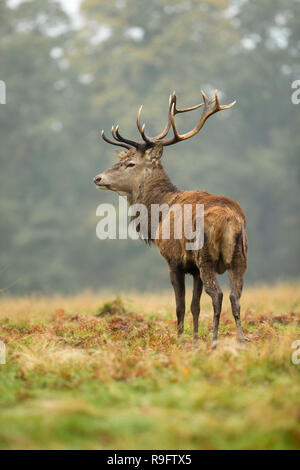 Red Deer; Cervus elaphus Single; Stag; Royaume-Uni Banque D'Images