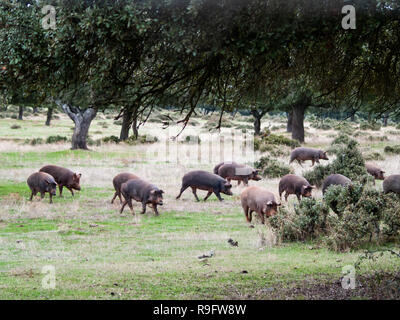 Les porcs ibériques le pâturage et de manger les glands dans la dehesa à Salamanque, Espagne Banque D'Images