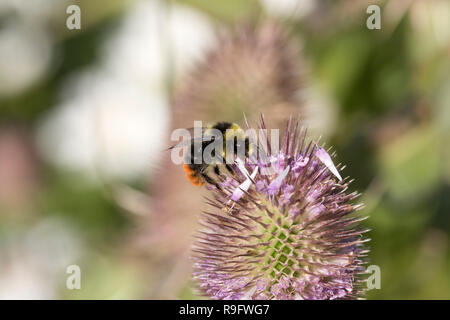 Cerf rouge ; bourdon Bombus lapidarius seul sur Cardère Cornwall, UK Banque D'Images